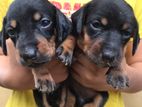 Dashshund Puppies