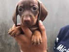 Dachshund Puppies