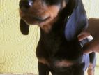 Dashshund Puppies