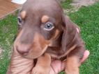 Dashshund Puppies