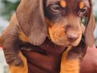 Dachshund Puppy