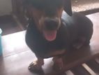 Dashund Femal Dog