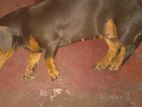 Dashund Femal Dog