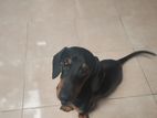 Dachshund Dog