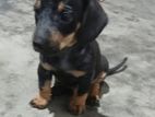 Dashund Puppy