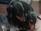 Daschund ගැහැණු සතුන්