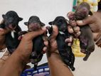 Dashund Puppies