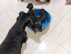 Dachshund Puppies