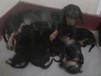 Dashund Puppies