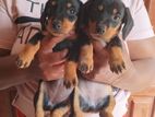 Dashund Puppies
