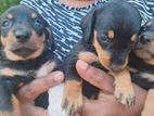Dachshund Puppies