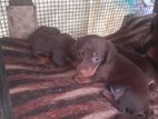 Dachshund Puppies