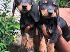 Dashund Puppies
