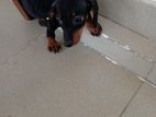 Dachshund Puppy
