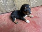 Dachshund Dog