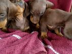 Dachshund Dog