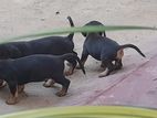 Dashhund Puppies