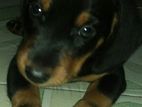 Dashhund Puppies