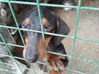 Dachshund Puppies for Kind Home