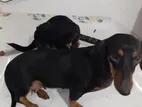 Dachshund Puppies