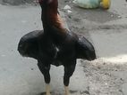 Rooster