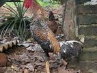 Dathi Rooster