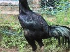 Parrot Beak Rooster