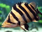 Datnoid tigor fish