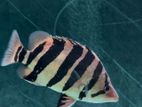 Datnoid Tigor Fish