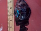 Datnoid Tigor Fish