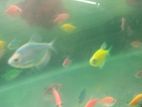 Tetra Fish