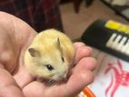 Dawf Hamster Golden
