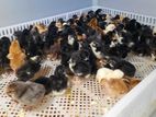 Day Old Chicks