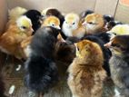 Day Old Chicks