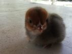 Day Old Chicks