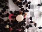 Day Old Country Chicks