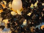 Country Chicken Chicks