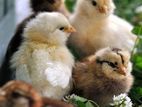 Day Old Country Chicks