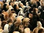 Day Old Country Chicks