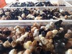 day old cuntry chicks