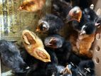 Day Old Female Chicks