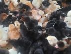Day Old Female Chicks
