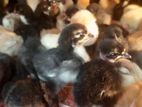 Day Old Female Chicks