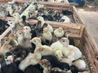 Day Old Turky Chicks