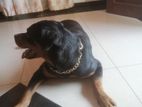 Rottweiler Dog
