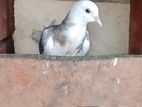 Pigeon
