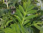 ඩෙල් පැළ (dhel - Breadfruit Plant)
