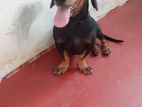 Dachshund Dog