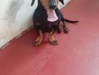 Dachshund Dog