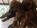 Ridgeback Puppies